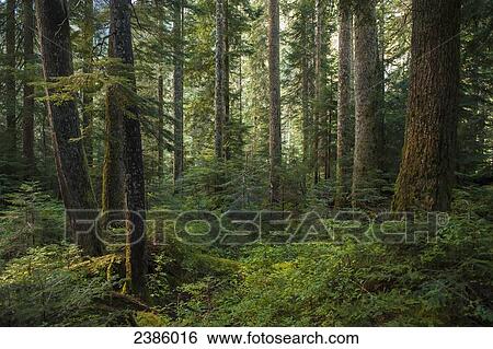 Stock Photograph - Temperate west coast rainforest; Vancouver, British Columbia, Canada. Fotosearch