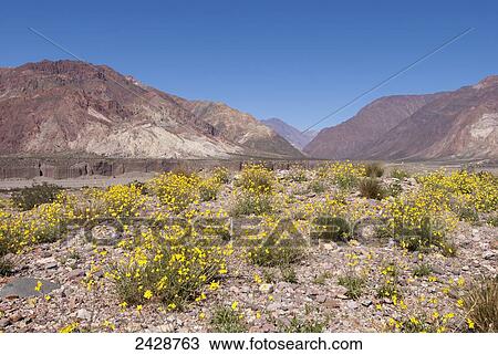 The Andes against a perfect blue sky, with yellow wildflowers in the foreground; Mendoza, Argentina View Large Photo Image Stock Image - The Andes against a perfect blue sky, with yellow wildflowers in the foreground; Mendoza, Argentina. Fotosearch