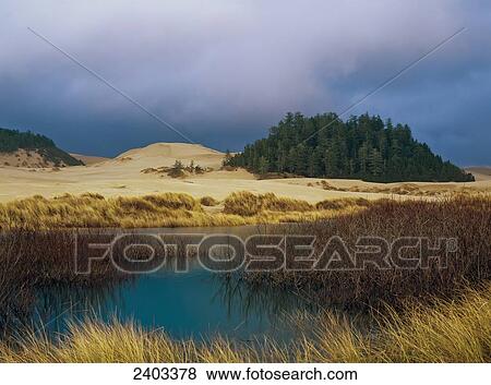 The clouds over Oregon Dunes National Recreation Area; Winchester Bay, Oregon, United States of America View Large Photo Image Stock Photo - The clouds over Oregon Dunes National Recreation Area; Winchester Bay, Oregon, United States of America. Fotosearch