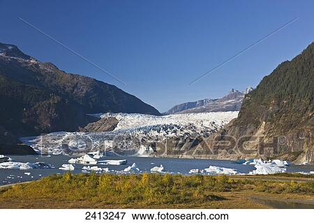 The retreating Mendenhall glacier spilling over the mountains and into Mendenhall lake under blue skies, near Juneau; Alaska, United States of America View Large Photo Image Stock Photo - The retreating Mendenhall glacier spilling over the mountains and into Mendenhall lake under blue skies, near Juneau; Alaska, United States of America. Fotosearch