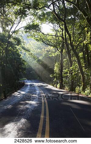The road to Hana with sunlight shining through trees; Maui, Hawaii, United States of America View Large Photo Image Stock Photograph - The road to Hana with sunlight shining through trees; Maui, Hawaii, United States of America. Fotosearch