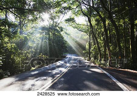 The road to Hana with sunlight shining through trees; Maui, Hawaii, United States of America View Large Photo Image Stock Photography - The road to Hana with sunlight shining through trees; Maui, Hawaii, United States of America. Fotosearch