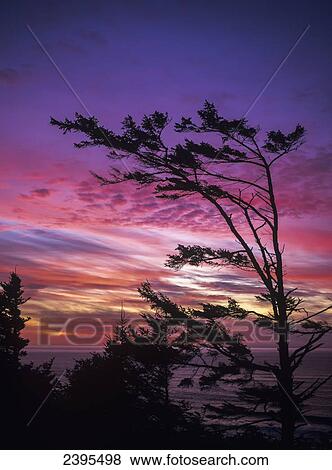 Stock Photo - The sun sets near Cape Perpetua; Yachats, Oregon, United States of America. Fotosearch