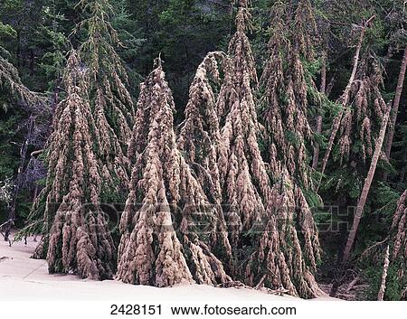 Stock Image - The wind blows sand into the forest; Lakeside, Oregon, United States of America. Fotosearch
