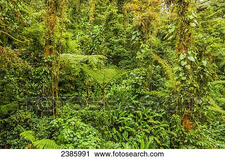 Thick green jungle; Monteverde, Costa Rica View Large Photo Image Stock Image - Thick green jungle; Monteverde, Costa Rica. Fotosearch