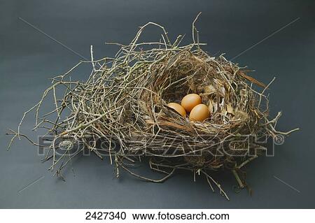 Three eggs in a bird's nest; Santa Barbara, California, United States of America View Large Photo Image Stock Image - Three eggs in a bird's nest; Santa Barbara, California, United States of America. Fotosearch