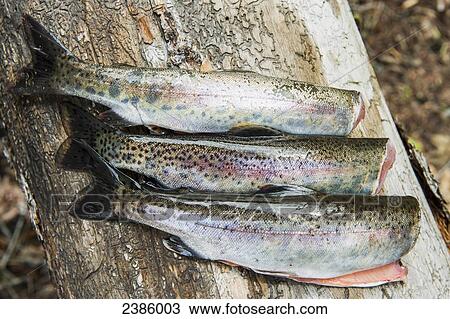 Three gutted rainbow trout; British Columbia, Canada View Large Photo Image Stock Image - Three gutted rainbow trout; British Columbia, Canada. Fotosearch