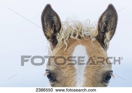 Stock Image - Top of a horse's head with a curly mane; Locarno, Ticino, Switzerland. Fotosearch