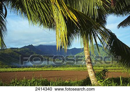 Traces of fog over a lush landscape; Kauai, Hawaii, United States of America View Large Photo Image Stock Image - Traces of fog over a lush landscape; Kauai, Hawaii, United States of America. Fotosearch