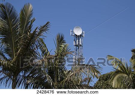 Stock Photograph - Transmission tower with satellite dish in a blue sky with palm trees; Queensland, Australia. Fotosearch