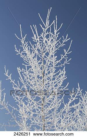 Tree covered in frost against a blue sky; Alberta, Canada View Large Photo Image Stock Image - Tree covered in frost against a blue sky; Alberta, Canada. Fotosearch