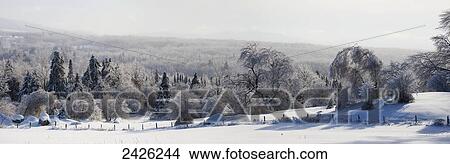 Trees and meadow after freezing rain or ice storm; Waterloo, Quebec, Canada View Large Photo Image Picture - Trees and meadow after freezing rain or ice storm; Waterloo, Quebec, Canada. Fotosearch