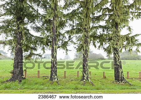 Trees covered with moss and fog over a field; Oregon, United States of America View Large Photo Image Stock Photo - Trees covered with moss and fog over a field; Oregon, United States of America. Fotosearch