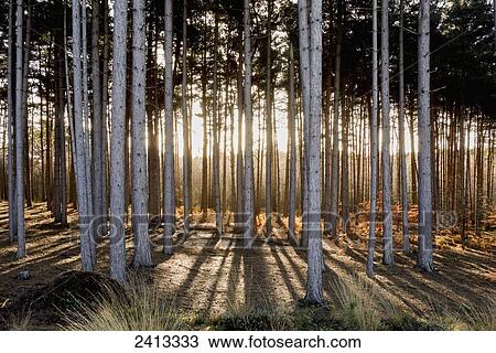Trees in a forest with sunlight shining through; Surrey, England View Large Photo Image Stock Image - Trees in a forest with sunlight shining through; Surrey, England. Fotosearch