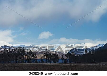 Trees in front of Loch Laggan and snowy hills; Laggan, Scotland View Large Photo Image Stock Photo - Trees in front of Loch Laggan and snowy hills; Laggan, Scotland. Fotosearch