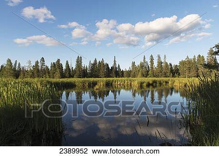 Trees long the shoreline and clouds reflected in the water of Lake Audy in Riding Mountain National Park; Manitoba, Canada View Large Photo Image Stock Image - Trees long the shoreline and clouds reflected in the water of Lake Audy in Riding Mountain National Park; Manitoba, Canada. Fotosearch