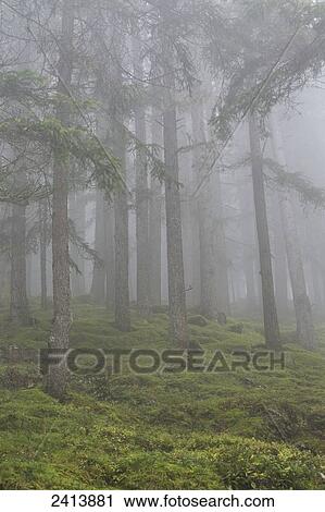 Trees on a grassy slope in the fog; Lanserbach, Austria View Large Photo Image Stock Image - Trees on a grassy slope in the fog; Lanserbach, Austria. Fotosearch
