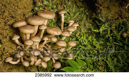 Tropical mushrooms; Monteverde, Costa Rica View Large Photo Image Stock Image - Tropical mushrooms; Monteverde, Costa Rica. Fotosearch