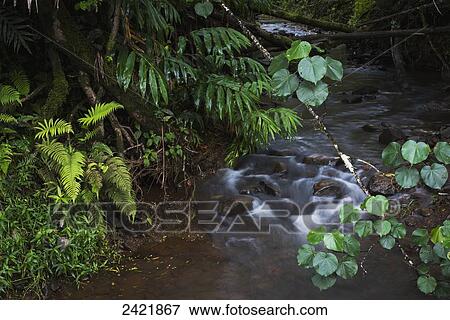 Stock Photo - Tropical plants grow along a stream in Keahua Arboretum; Kauai, Hawaii, United States of America. Fotosearch