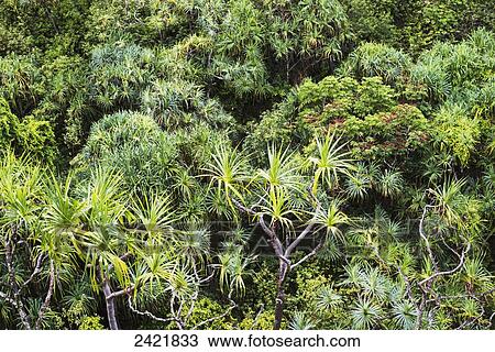 Tropical plants grow in lush profusion along the Na Pali Coast; Haena, Kauai, Hawaii, United States of America View Large Photo Image Stock Image - Tropical plants grow in lush profusion along the Na Pali Coast; Haena, Kauai, Hawaii, United States of America. Fotosearch