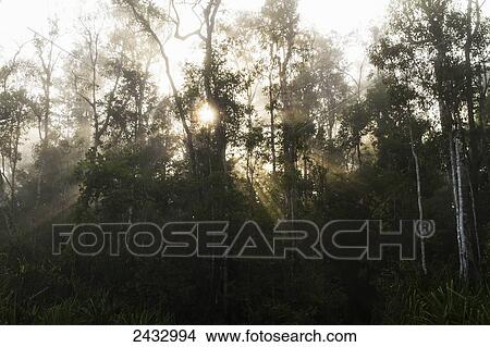 Tropical vegetation along the Sekonyer River at dawn, Tanjung Puting National Park, Central Kalimantan, Borneo, Indonesia View Large Photo Image Picture - Tropical vegetation along the Sekonyer River at dawn, Tanjung Puting National Park, Central Kalimantan, Borneo, Indonesia. Fotosearch