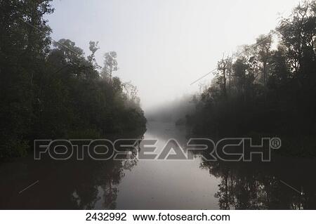 Tropical vegetation along the Sekonyer River at dawn, Tanjung Puting National Park, Central Kalimantan, Borneo, Indonesia View Large Photo Image Stock Image - Tropical vegetation along the Sekonyer River at dawn, Tanjung Puting National Park, Central Kalimantan, Borneo, Indonesia. Fotosearch