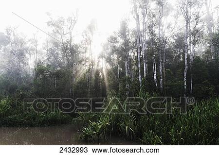 Tropical vegetation along the Sekonyer River at dawn, Tanjung Puting National Park, Central Kalimantan, Borneo, Indonesia View Large Photo Image Stock Image - Tropical vegetation along the Sekonyer River at dawn, Tanjung Puting National Park, Central Kalimantan, Borneo, Indonesia. Fotosearch