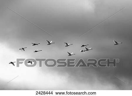 Picture - Trumpeter swans (Cygnus buccinator) fly in unison as they winter on Vancouver Island; Duncan, British Columbia, Canada. Fotosearch