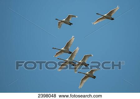 Trumpeter Swans (Cygnus buccinator) flying in formation; Harrison Mills, British Columbia, Canada View Large Photo Image Stock Photo - Trumpeter Swans (Cygnus buccinator) flying in formation; Harrison Mills, British Columbia, Canada. Fotosearch