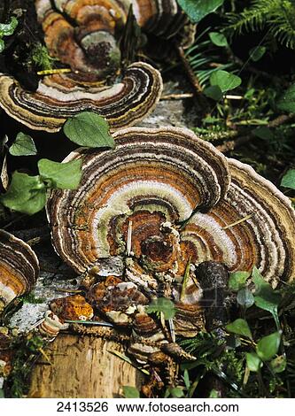 Turkey Tail Fungus; Florence, Oregon, United States of America View Large Photo Image Stock Photograph - Turkey Tail Fungus; Florence, Oregon, United States of America. Fotosearch