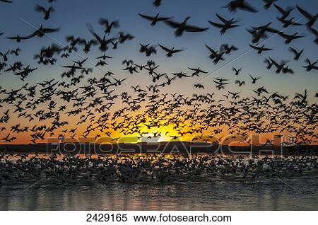 Stock Photography - Twenty thousand snow geese (Chen caerulescens) take flight at sunrise in Bosque del Apache National Wildlife Refuge; New Mexico, United States of America. Fotosearch