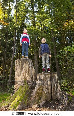Stock Image - Two brothers standing on tree stumps in a redwood forest; Langley, British Columbia, Canada. Fotosearch