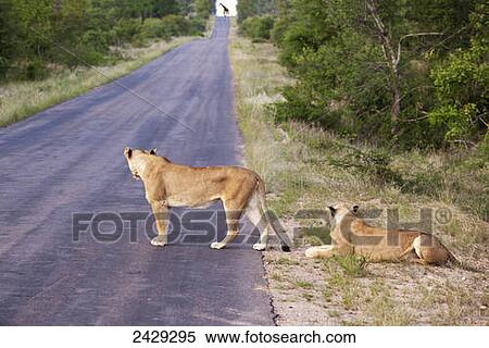 Two female lioness looking down the long road at a distant giraffe, gomo gomo game lodge; South Africa View Large Photo Image Stock Photography - Two female lioness looking down the long road at a distant giraffe, gomo gomo game lodge; South Africa. Fotosearch
