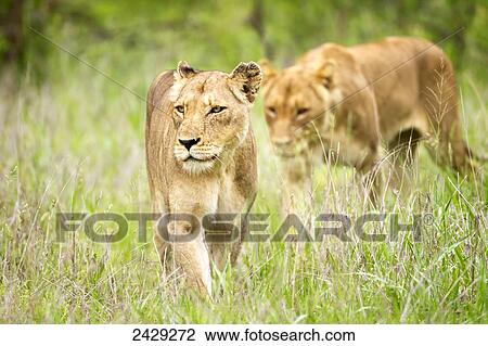 Stock Image - Two female lions on the prowl at the serengeti plains; Tanzania. Fotosearch