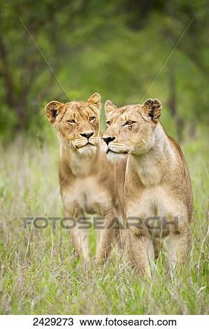 Two female lions on the prowl at the serengeti plains, one has a battle wound on her face; Tanzania View Large Photo Image Stock Image - Two female lions on the prowl at the serengeti plains, one has a battle wound on her face; Tanzania. Fotosearch