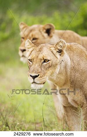 Two female lions on the prowl at the serengeti plains; Tanzania View Large Photo Image Stock Photograph - Two female lions on the prowl at the serengeti plains; Tanzania. Fotosearch
