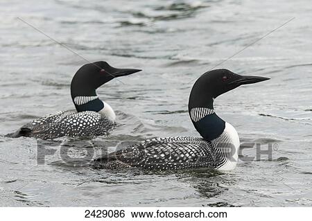 Two geese swimming in a lake; Ontario, Canada View Large Photo Image Stock Photograph - Two geese swimming in a lake; Ontario, Canada. Fotosearch