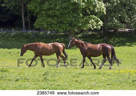 Stock Photo - Two horses walking together in a pasture; Scottish Borders, Scotland. Fotosearch