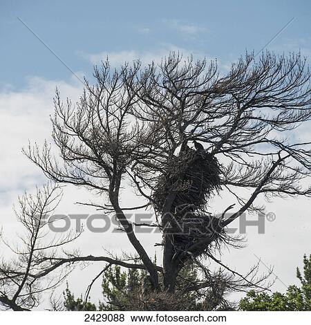 Stock Photo - Two large bird nests in a leafless treetop; Clearwater Bay, Ontario, Canada. Fotosearch