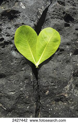 Two leaves creating a heart shape on a rock; Kauai, Hawaii, United States of America View Large Photo Image Stock Image - Two leaves creating a heart shape on a rock; Kauai, Hawaii, United States of America. Fotosearch