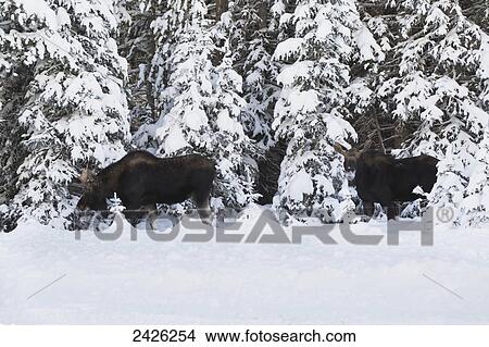Two male moose along a snow covered forest with snow covered trees; Kananaskis Country, Alberta, Canada View Large Photo Image Picture - Two male moose along a snow covered forest with snow covered trees; Kananaskis Country, Alberta, Canada. Fotosearch