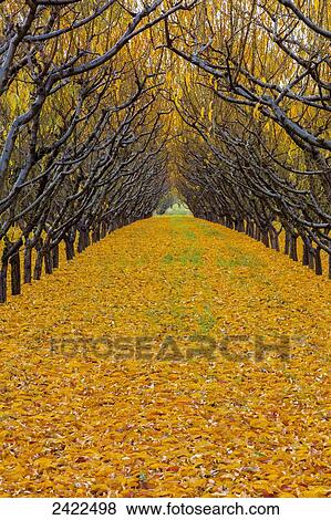 Stock Photo - Two rows of peach trees in autumn foliage with yellow leaves covering the ground; Palisade, Colorado, United States of America. Fotosearch