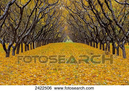 Two rows of peach trees in autumn foliage with yellow leaves covering the ground; Palisade, Colorado, United States of America View Large Photo Image Stock Photograph - Two rows of peach trees in autumn foliage with yellow leaves covering the ground; Palisade, Colorado, United States of America. Fotosearch