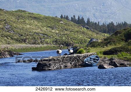 Two sheep standing on a stone wall at the water's edge with a rowboat on the shore; County Galway, Ireland View Large Photo Image Stock Image - Two sheep standing on a stone wall at the water's edge with a rowboat on the shore; County Galway, Ireland. Fotosearch