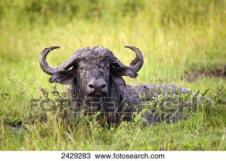 Stock Image - Water buffalo covered in mud from a bath in a watering hole at the serengeti plains; Tanzania. Fotosearch