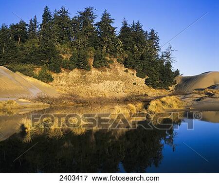 Water collects in low-lying areas during the rainy season; Lakeside, Oregon, United States of America View Large Photo Image Stock Photo - Water collects in low-lying areas during the rainy season; Lakeside, Oregon, United States of America. Fotosearch