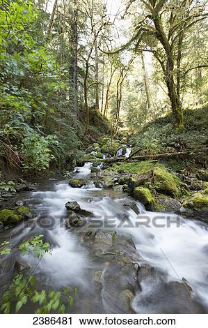 Water flowing and cascading over rocks in a stream through a mossy forest; Oregon, United States of America View Large Photo Image Stock Image - Water flowing and cascading over rocks in a stream through a mossy forest; Oregon, United States of America. Fotosearch