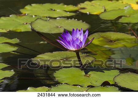 Water lily in the Bethesda Fountain in Central Park, New York City, New York, United States View Large Photo Image Picture - Water lily in the Bethesda Fountain in Central Park, New York City, New York, United States. Fotosearch