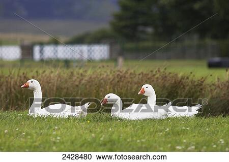 White geese sitting on the grass; Northumberland, England View Large Photo Image Stock Image - White geese sitting on the grass; Northumberland, England. Fotosearch