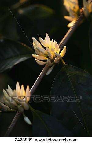 Stock Photo - White Kona coffee tree flowers; Holualoa, Big Island, Hawaii, United States of America. Fotosearch